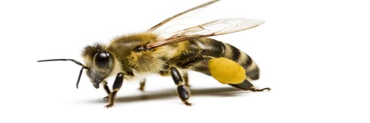 Bilimsel Araştırma Projeleri çalışma ekibi, arı ürünleri ile tedavi (Apiterapi) araştırma çalışmalarını sürdürüyor.