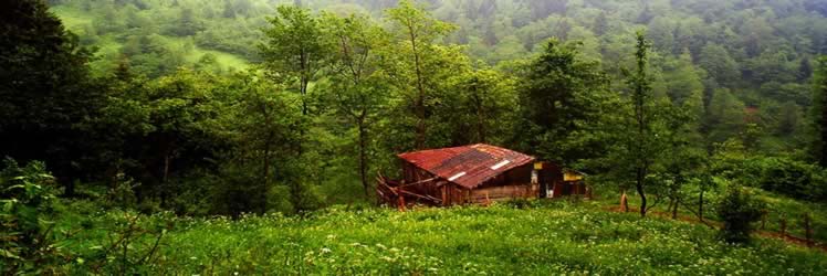 Bilimsel Araştırma Projeleri çalışma ekibi, arı ürünleri ile tedavi (Apiterapi) araştırma çalışmalarını sürdürüyor.